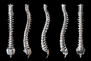 Why Your Spine Goes Out of Alignment? • Collins Chiropractic Health &  Wellness Centre