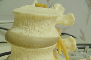 Model of the Spine